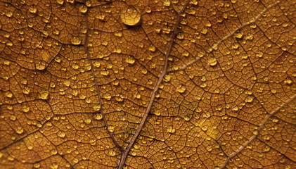 осенний желтый лист с каплями воды, фон