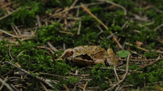Springfrosch, Rana dalmatina