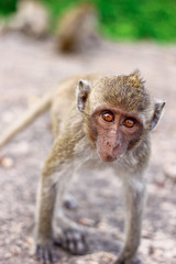 Monkey
