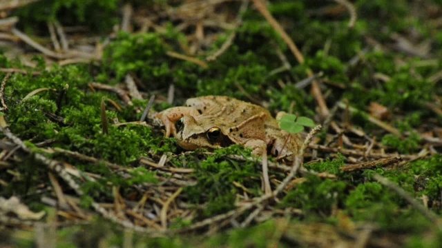 Springfrosch, Rana dalmatina