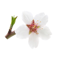 Naklejka na ściany i meble Branch with almond white flowers