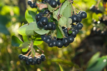 Aronia