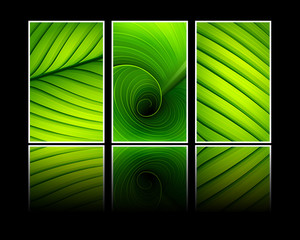 Collection of banners texture of green leaf