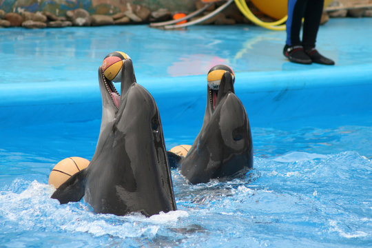 Два дельфина играют с мячами