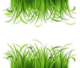 Green grass with ladybirds isolated on white
