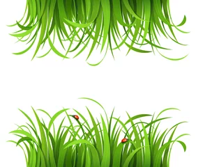 Abwaschbare Fototapete Marienkäfer Grünes Gras mit Marienkäfern isoliert auf weiß