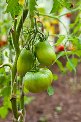 tomatoes grow on twigs