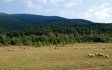 Fototapeta na wymiar Landscape countryside, meadows,forest,hills,sky,sheeps