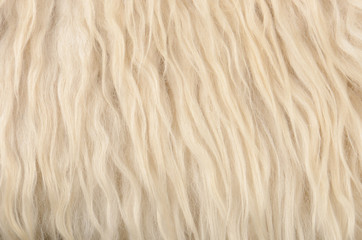 close up sheepskin texture background