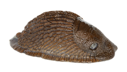 Spanish slug, Arion vulgaris isolated on white background