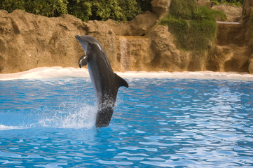 Naklejka premium Delfín del espectáculo de Loro Parque, Tenerife