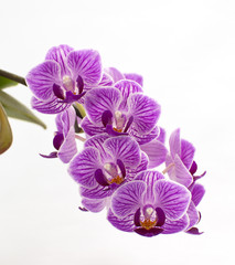 Obraz na płótnie Canvas Orchideenblüte Phalaenopsis