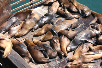 Monterey - Les phoques de Fisherman's Wharf  