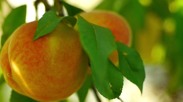 Ripe peach on the tree