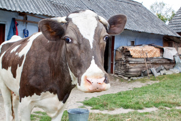 Cow on the farm.