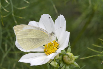 Small White Butterfly (Pieris rapae) on White Cosmos