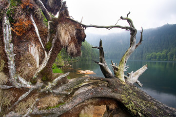 Fototapeta na wymiar Deadly drzewo w Black Lake - Czech sanktuarium Sumava Europa