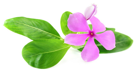 Catharanthus roseus or medicinal Nayantara flower