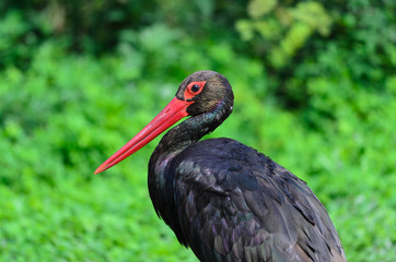 Cicogna nera - Ciconia nigra