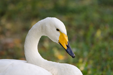 Obraz premium Cigno selvatico adulto - Cygnus cygnus