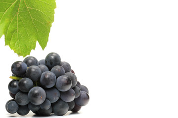 Trauben blau