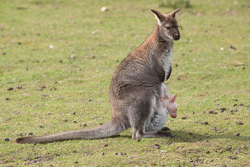 wallaby with joey 6952 - 44506620
