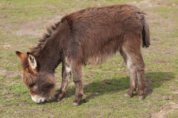 Fototapeta premium feeding donkey 6956