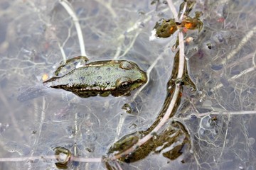 Junger Teichfrosch in der Metamorphose