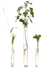 various plant in test-tube isolated on white