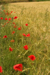 Mohn und Gerste