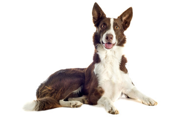 border collie marron