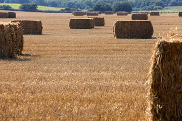 Fototapeta na wymiar Danish autumn landscape with many hay bales