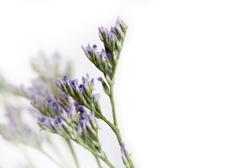 Fototapeta premium Purple flowers