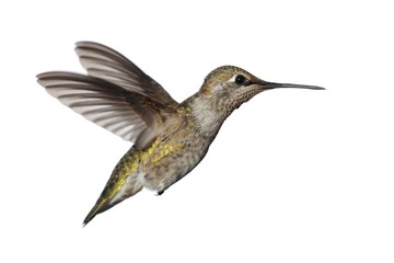 Obraz premium Annas Hummingbird (Calypte anna)