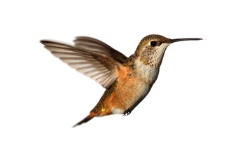 Fototapeta na wymiar Ryży Hummingbird (Selasphorus rufus)