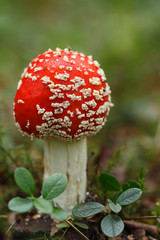 Fly agaric