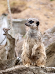 Fototapeta premium MEERKAT PORTRAIT STANDING UPRIGHT