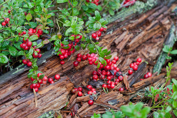 Wild red berries in the forest