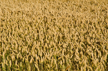 Wheat field as a background