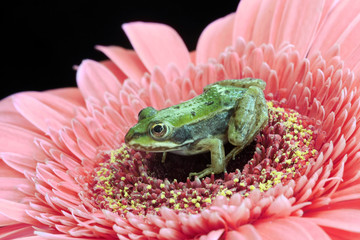 Baby frog on a pink gerbera flower