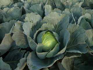 Fototapeta na wymiar Green cabbage field
