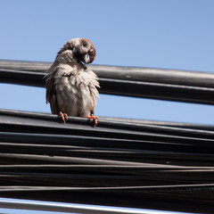 Eurasian Tree Sparrow sitting on a power cable, cleaning itself