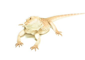 lizard pogona viticeps on white background