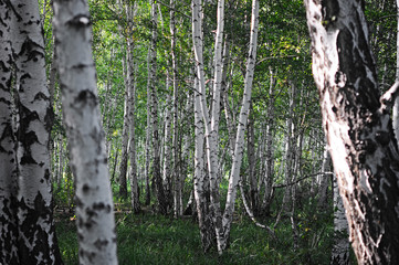 Birch forest.