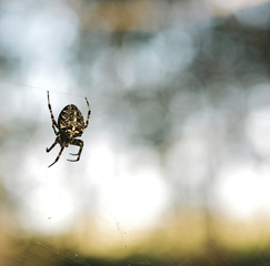 Spider