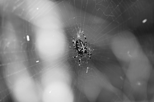 Dark black spider in a web