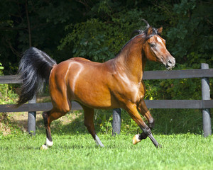 Arabian Bay Trotting