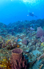 Naklejka na ściany i meble Underwater Photographer lighting up a St Lucia reef