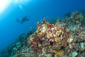 Fototapeta na wymiar Fotograf na St Lucia Reef