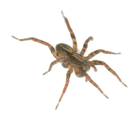 Wolf spider isolated on white background, macro photo